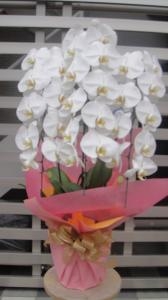 コチョウランの鉢「3本立ち」をお届けいたしました。｜「前澤生花店」　（東京都葛飾区の花キューピット加盟店 花屋）のブログ