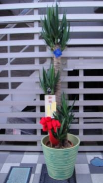 御祝　観葉植物　青年の樹｜「前澤生花店」　（東京都葛飾区の花キューピット加盟店 花屋）のブログ